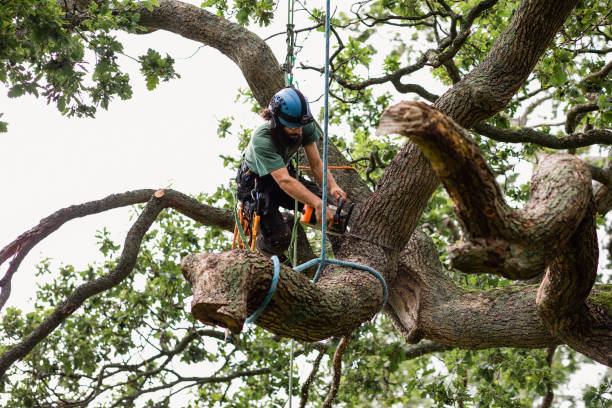 How Our Tree Care Process Works  in  Brentwood, PA