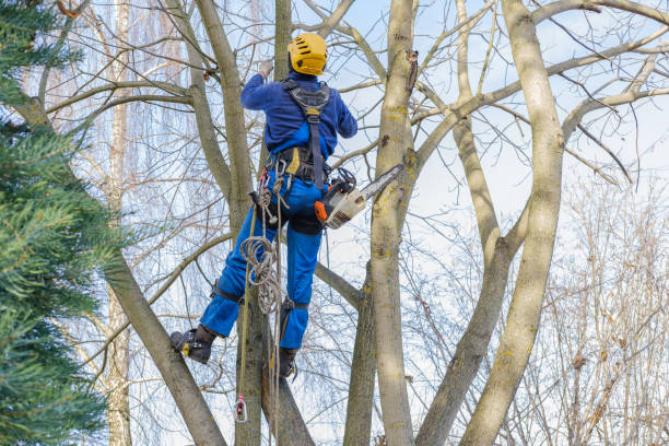 Best Palm Tree Trimming  in Brentwood, PA